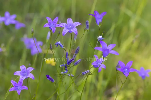Fokus-Natur Bild
