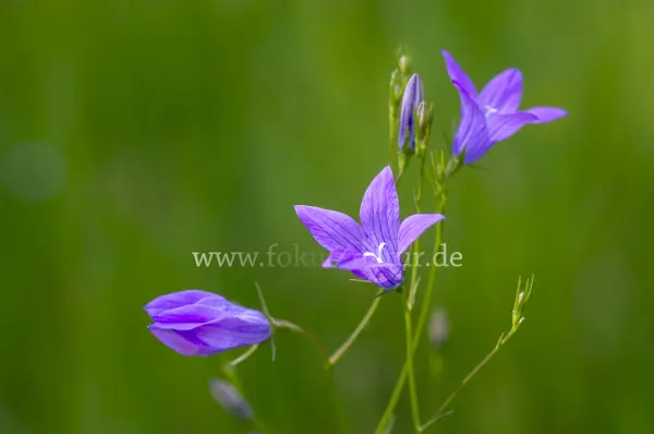 Fokus-Natur Bild