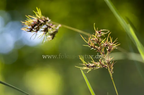Fokus-Natur Bild