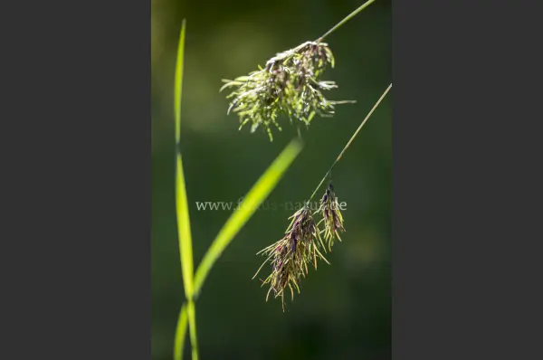 Fokus-Natur Bild