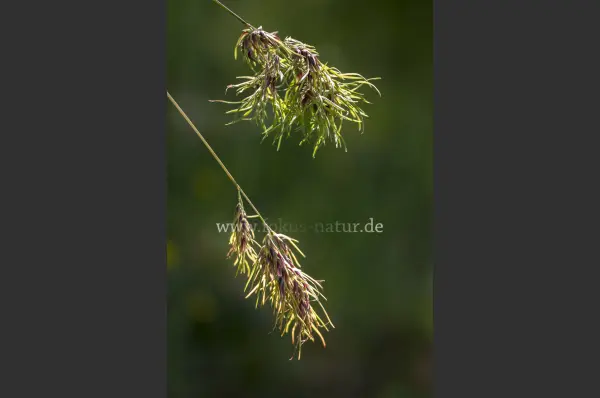 Fokus-Natur Bild