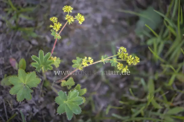 Fokus-Natur Bild