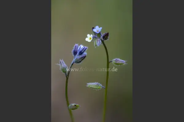 Fokus-Natur Bild
