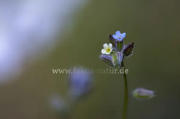 Fokus-Natur Bild
