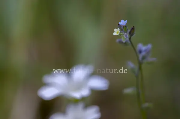 Fokus-Natur Bild