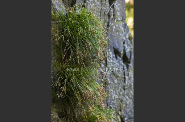 Fokus-Natur Bild