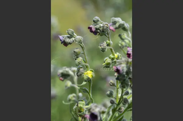 Fokus-Natur Bild