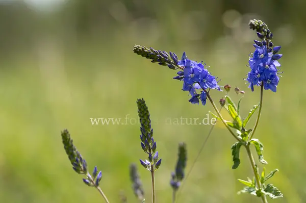 Fokus-Natur Bild