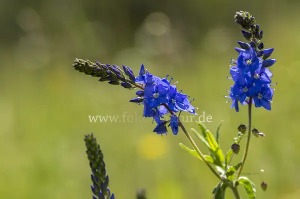 Fokus-Natur Bild