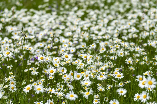 Fokus-Natur Bild
