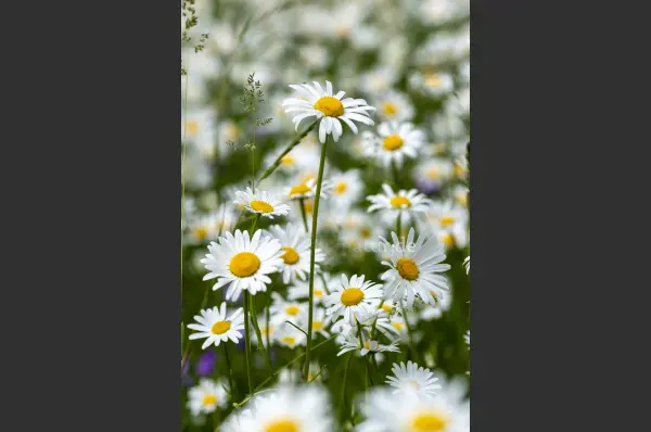 Fokus-Natur Bild
