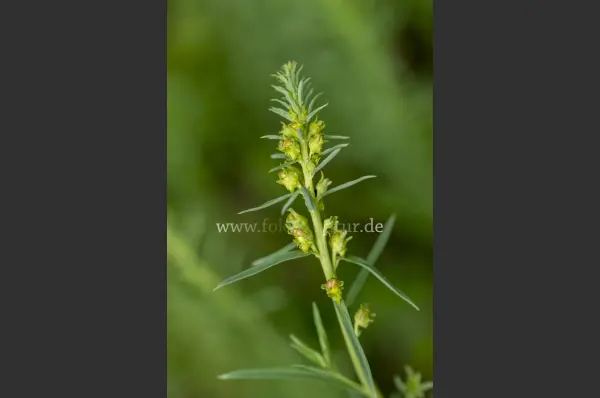 Fokus-Natur Bild
