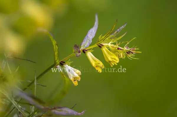 Fokus-Natur Bild