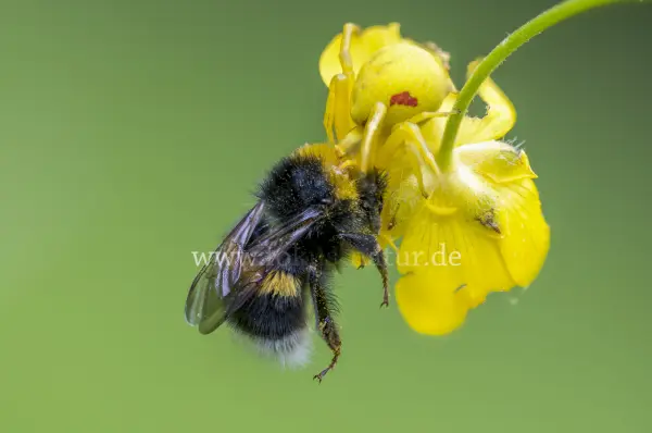 Fokus-Natur Bild