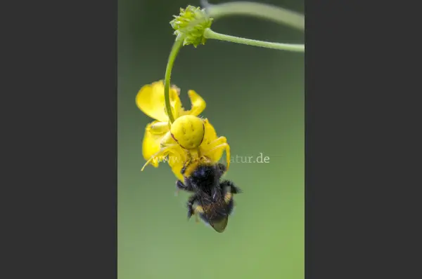 Fokus-Natur Bild