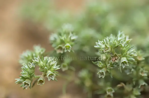 Fokus-Natur Bild