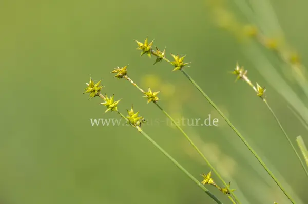 Fokus-Natur Bild