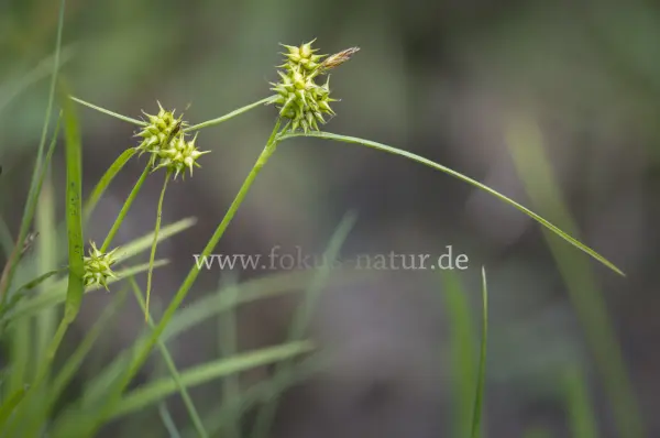Fokus-Natur Bild