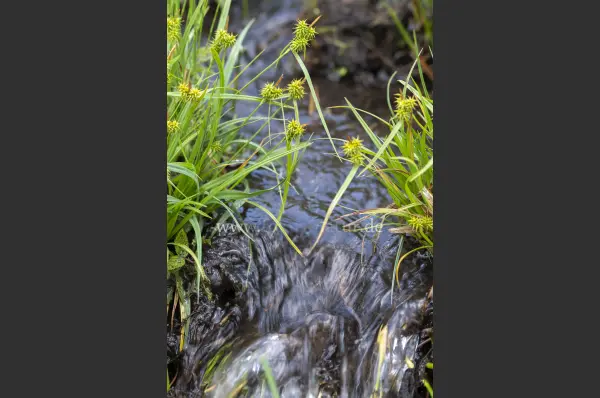 Fokus-Natur Bild