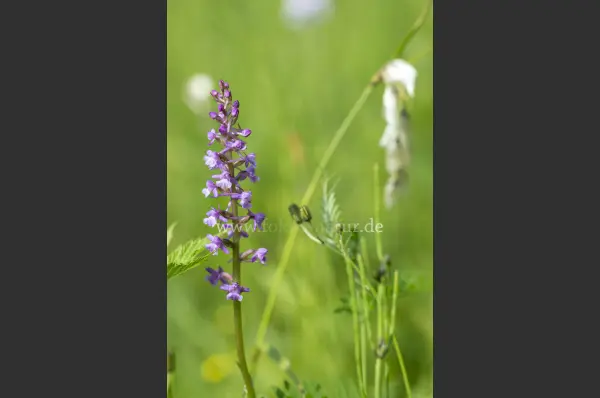 Fokus-Natur Bild