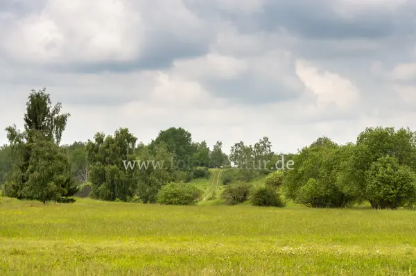 Fokus-Natur Bild