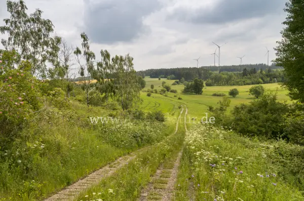Fokus-Natur Bild