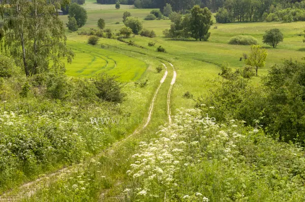 Fokus-Natur Bild