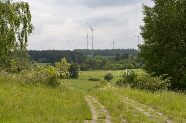 Fokus-Natur Bild
