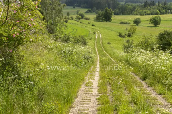 Fokus-Natur Bild