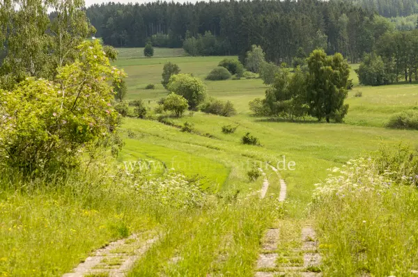 Fokus-Natur Bild