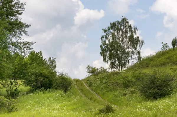 Fokus-Natur Bild