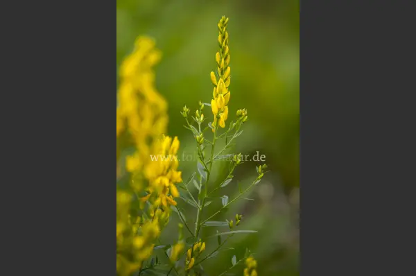 Fokus-Natur Bild