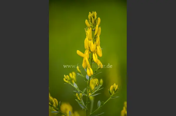 Fokus-Natur Bild