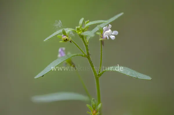 Fokus-Natur Bild