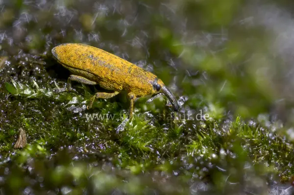 Fokus-Natur Bild