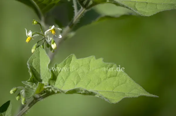 Fokus-Natur Bild