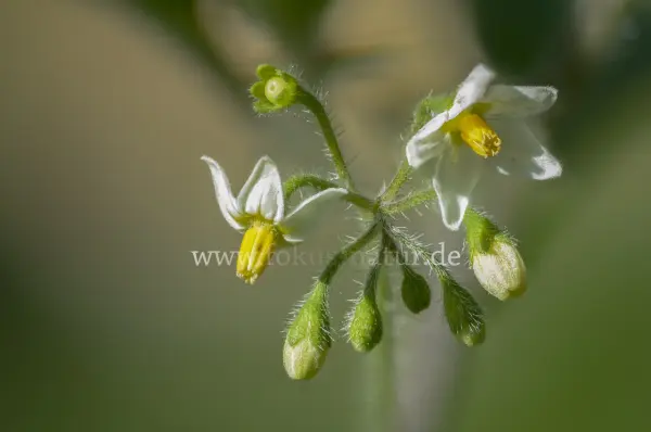 Fokus-Natur Bild