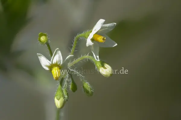 Fokus-Natur Bild