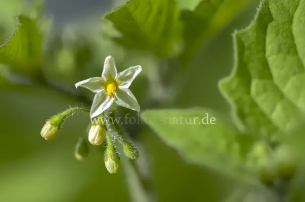 Fokus-Natur Bild