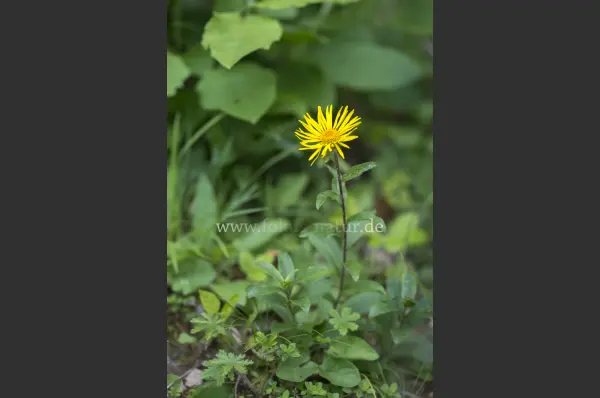 Fokus-Natur Bild