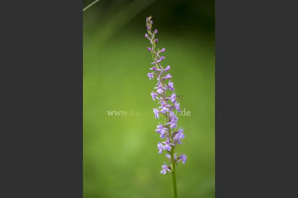 Fokus-Natur Bild