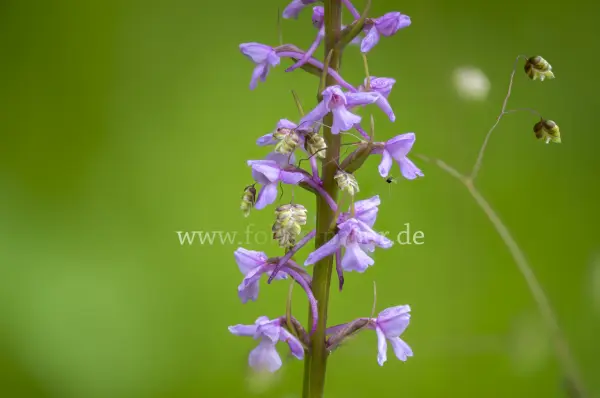 Fokus-Natur Bild