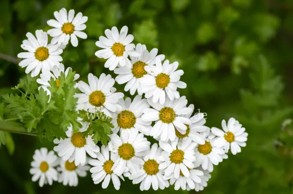 Fokus-Natur Bild