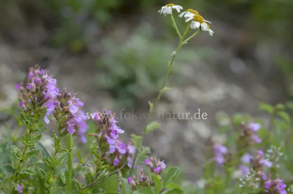 Fokus-Natur Bild