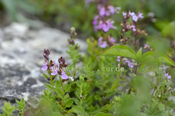 Fokus-Natur Bild