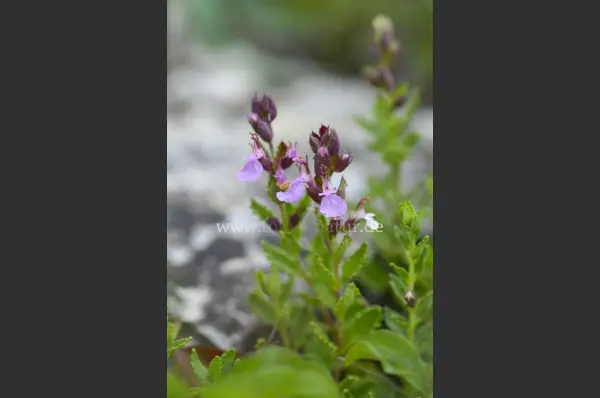 Fokus-Natur Bild