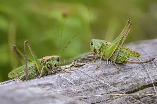 Fokus-Natur Bild