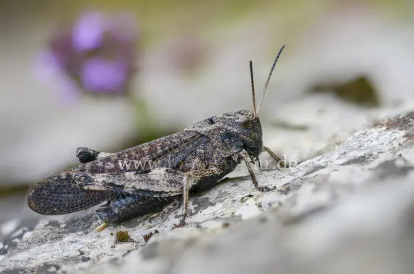 Fokus-Natur Bild