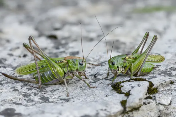 Fokus-Natur Bild