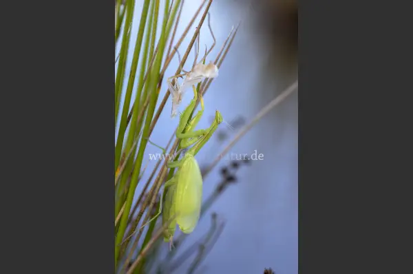 Fokus-Natur Bild